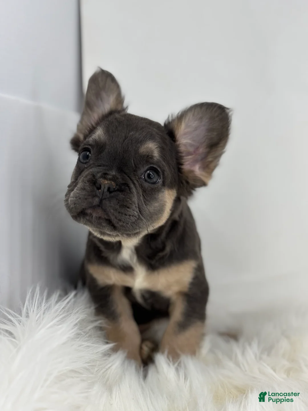 French Bulldog dogs for sale: Piper - Ad 2