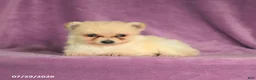 Pomeranian dogs for sale: Cookie - Ad 4
