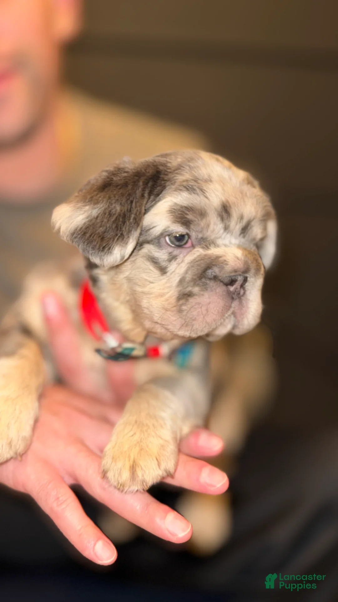 French Bulldog dogs for sale: Dollar - Ad 1