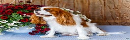 Cavalier King Charles Spaniel dogs for sale: Oliver - Ad 15