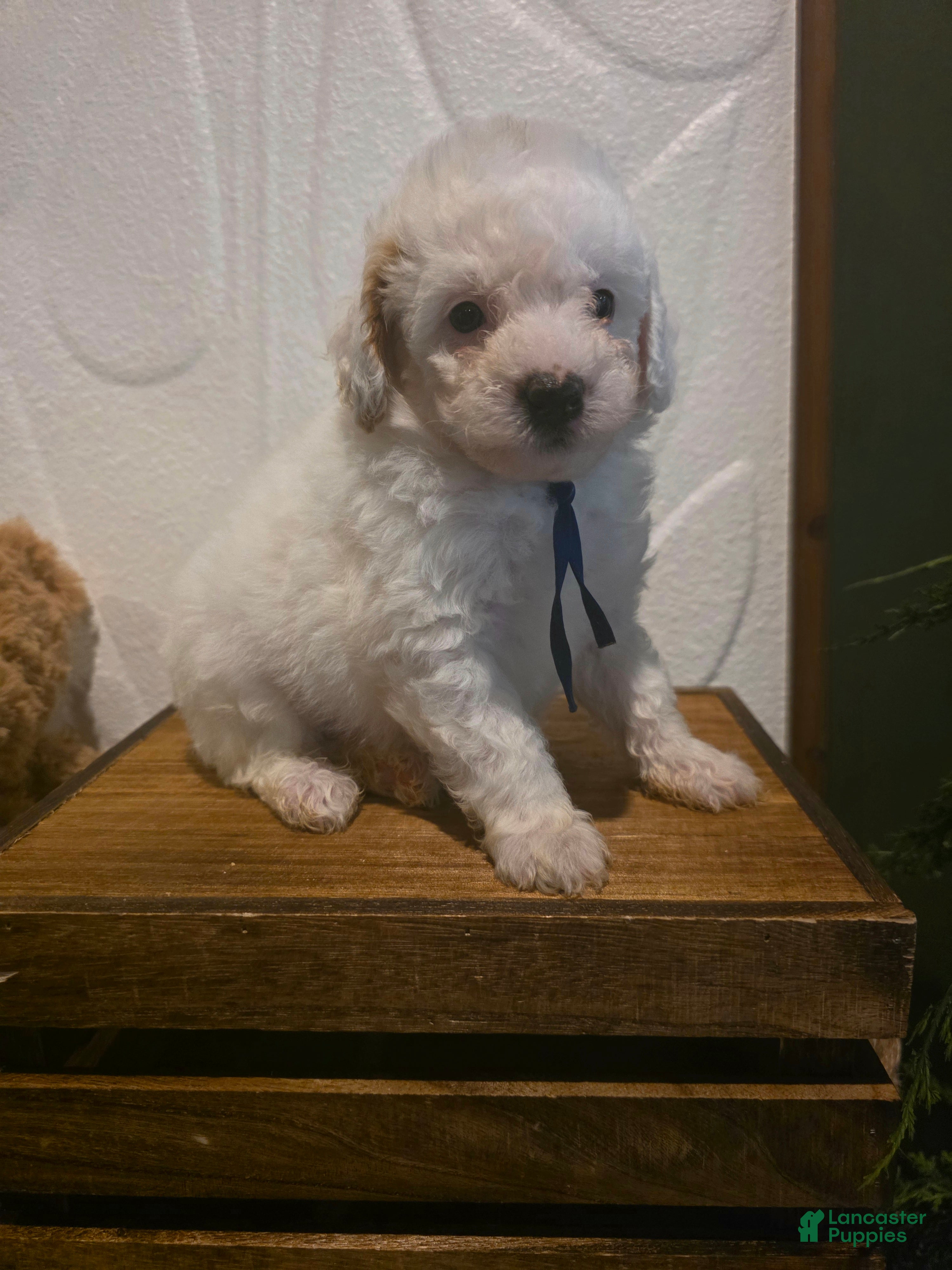 Mini Goldendoodle dogs Blue collar boy  - Ad 1