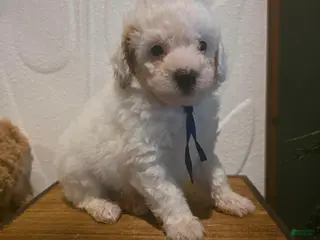 Mini Goldendoodle dogs for sale: Blue collar boy - Ad 2