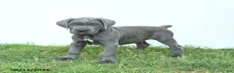 Cane Corso dogs for sale: Roman - Ad 10
