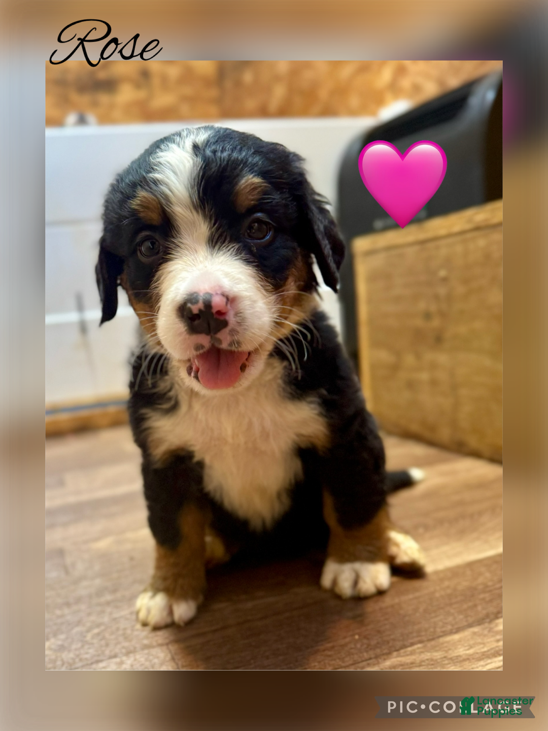 Bernese Mountain Dog dogs for sale: Rosie - Ad 6