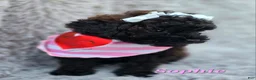 Toy Poodle dogs for sale: Sophie - Ad 3
