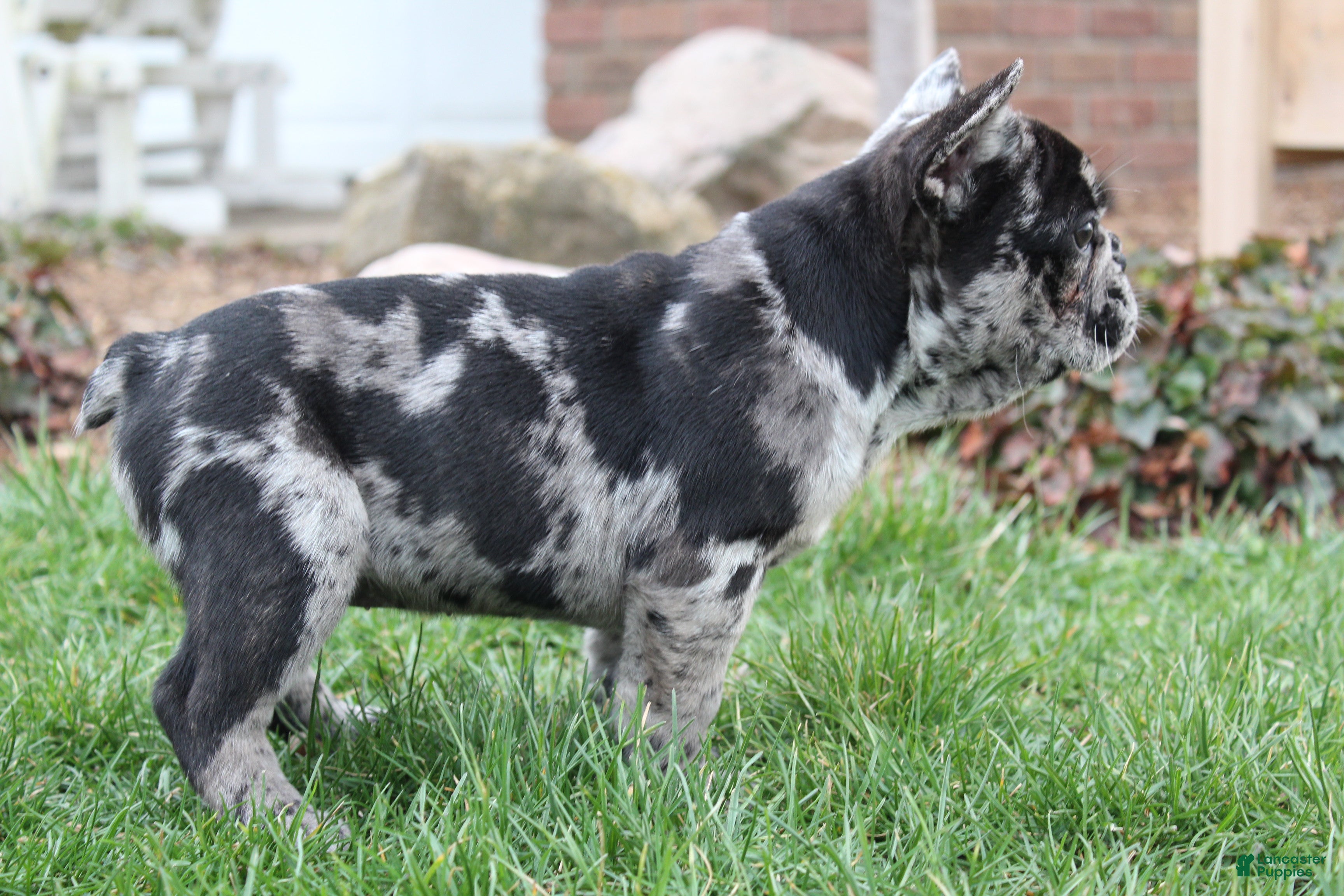 French Bulldog dogs April - Ad 2