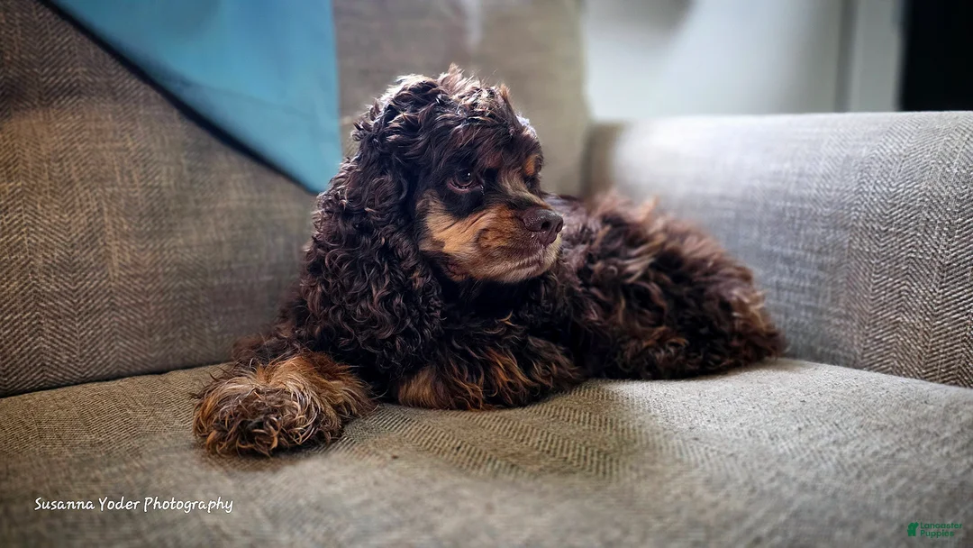 Cocker Spaniel dogs for sale: Ember - Cocker Spaniel Puppy  - Ad 10