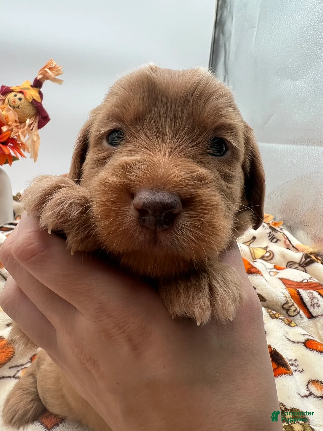 Labradoodle dogs for sale: Pumpkin - Ad 1