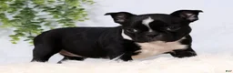 Frenchton dogs for sale: Tulip - Ad 4