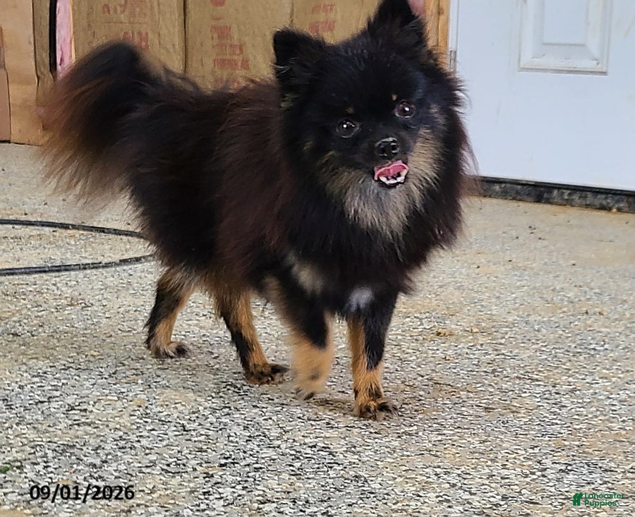 Pomeranian dogs Flicka - Ad 1