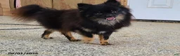 Pomeranian dogs for sale: Flicka - Ad 1