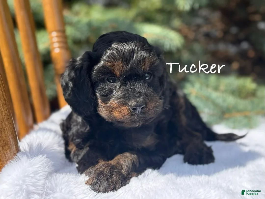 Cavapoo dogs for sale: Tucker - Ad 1