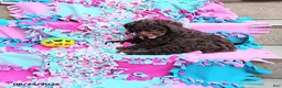 Mini Goldendoodle dogs for sale: Raggedy Ann - Ad 5
