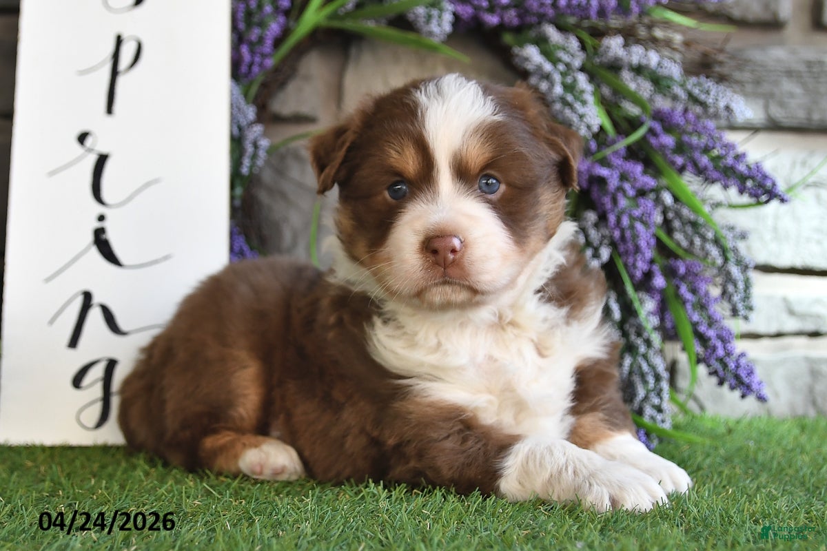 Australian Shepherd dogs Thunder - Ad 1