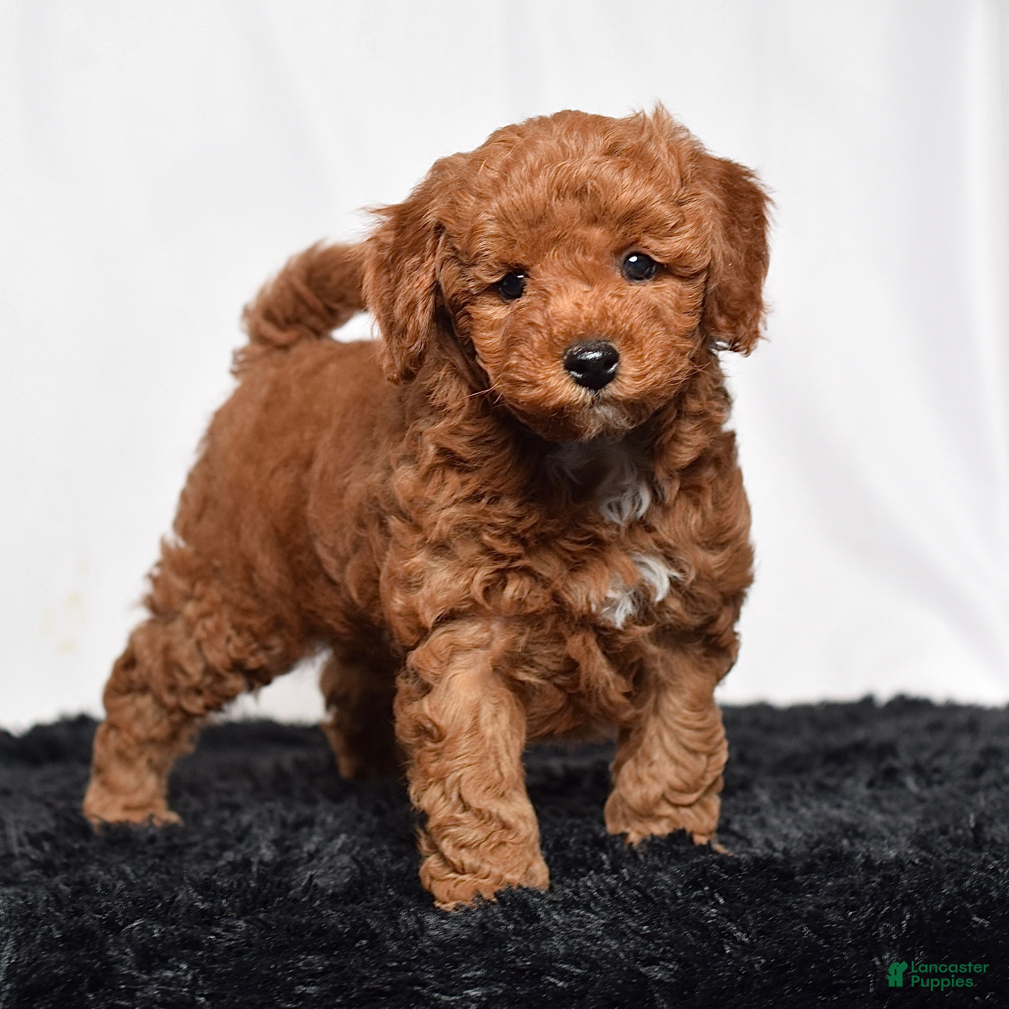 Mini Goldendoodle dogs Richie - Ad 1