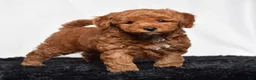 Mini Goldendoodle dogs for sale: Richie - Ad 1