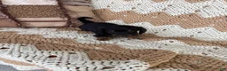 Miniature Dachshund dogs for sale:  Sophia - Ad 4