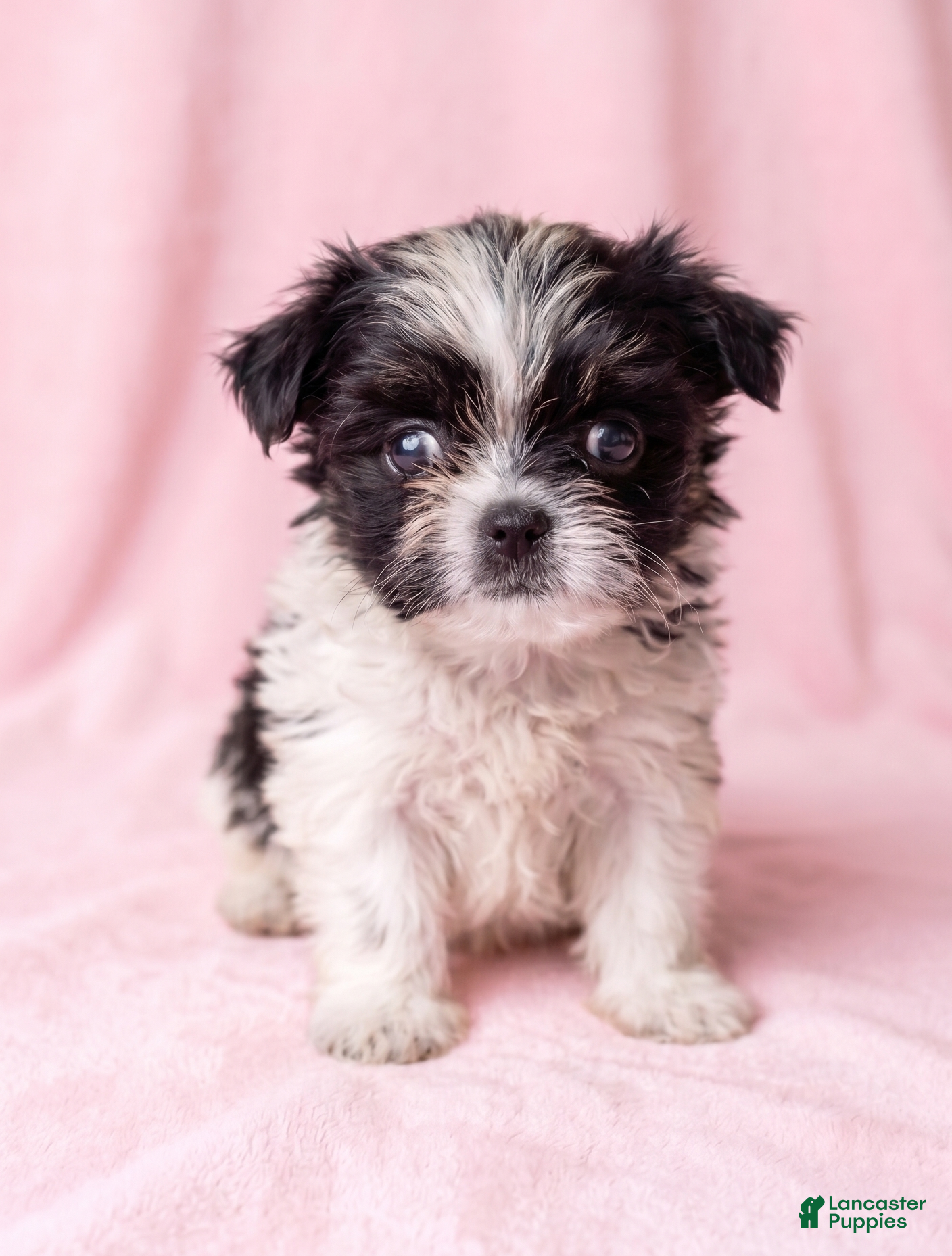 Mixed Breed dogs Dolly - Ad 1