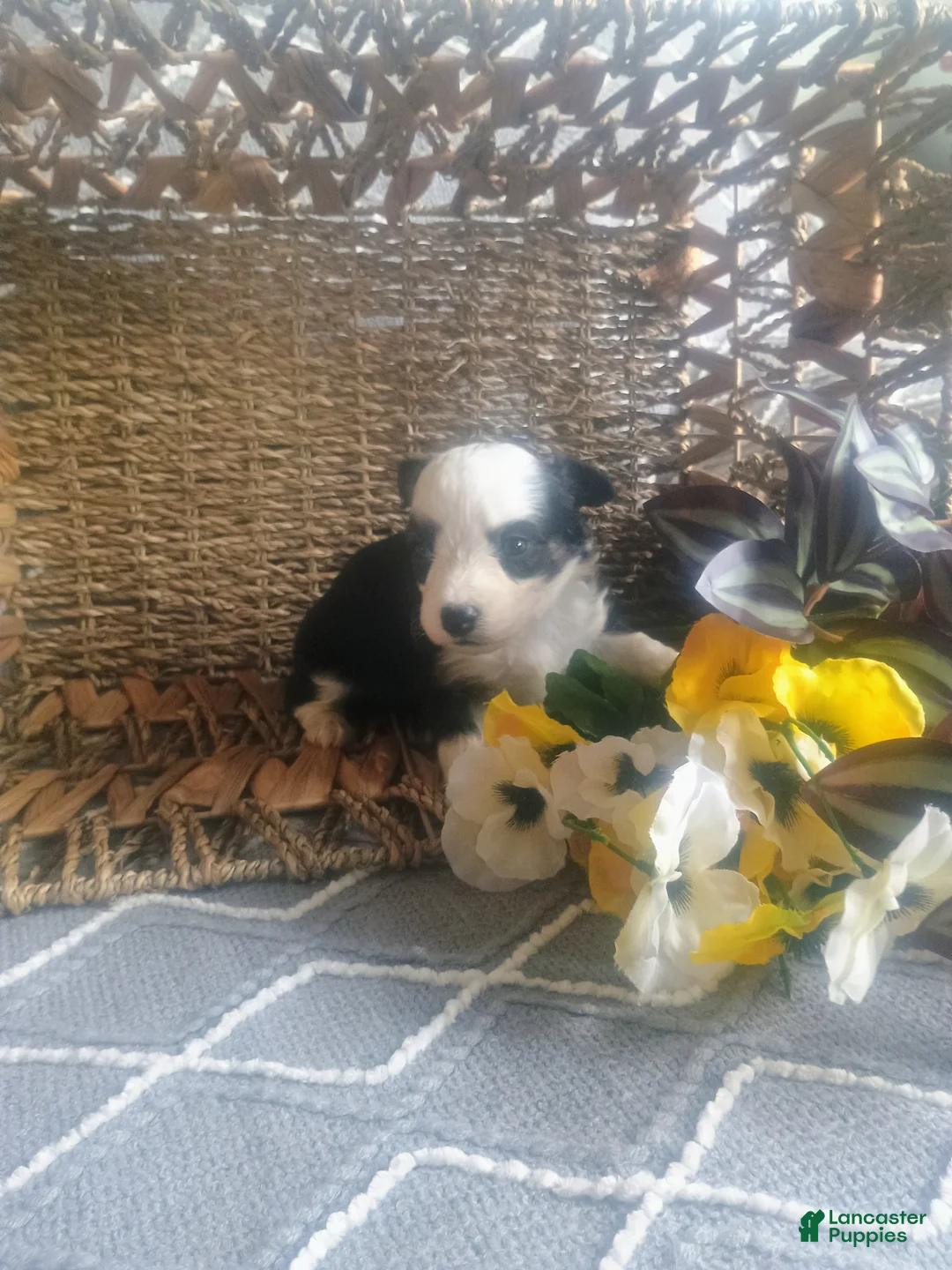 Mixed Breed dogs for sale: Mixed Breed Puppy 3 - Ad 3