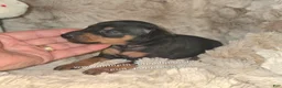 Miniature Pinscher dogs for sale: Mona black and rust  - Ad 10