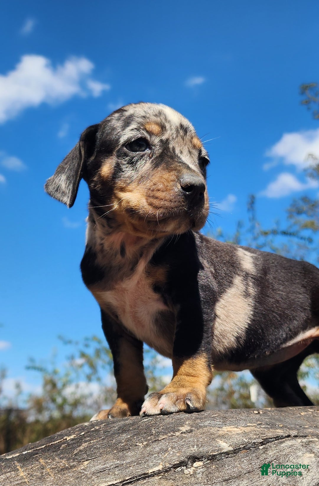 Catahoula Leopard Dog dogs for sale: Houdini 2025 Female 3 - Ad 9