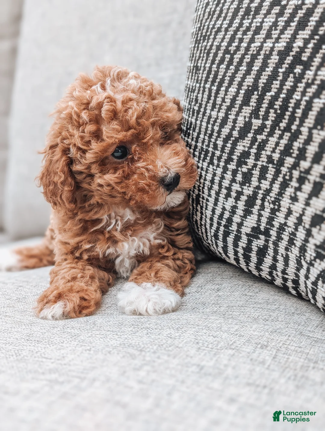 Miniature Poodle dogs for sale: Daisy - Ad 3