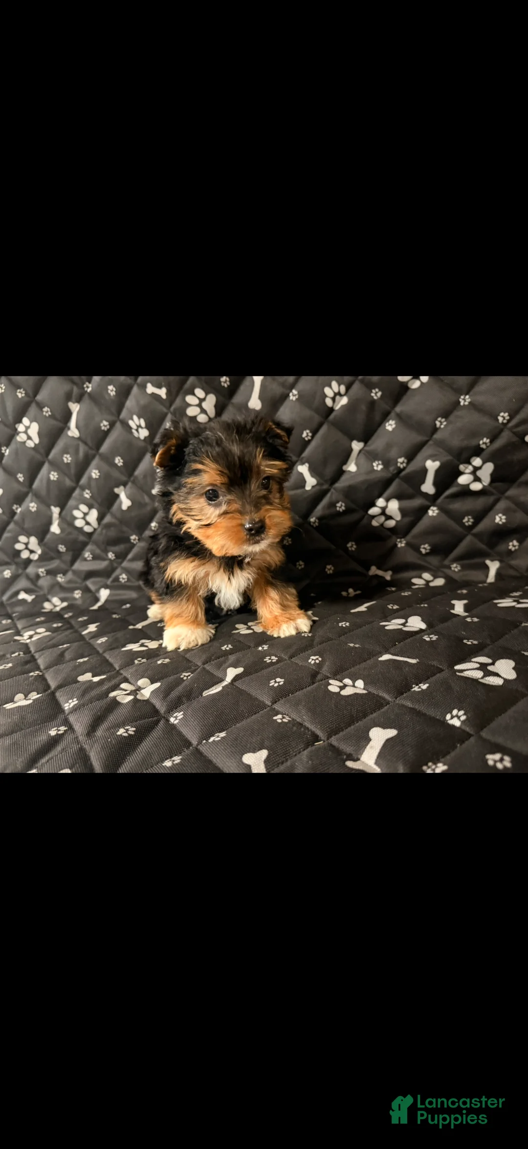Yorkshire Terrier dogs for sale: Yorkshire Terrier Puppy 2 - Ad 1