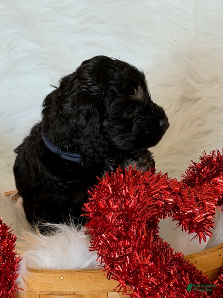 Cockapoo dogs Cockapoo Blue - Ad 5