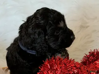 Cockapoo dogs Cockapoo Blue - Ad 5