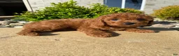 Cavapoo dogs for sale: Hazel - Ad 10