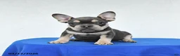 French Bulldog dogs for sale: Beauty - Ad 4