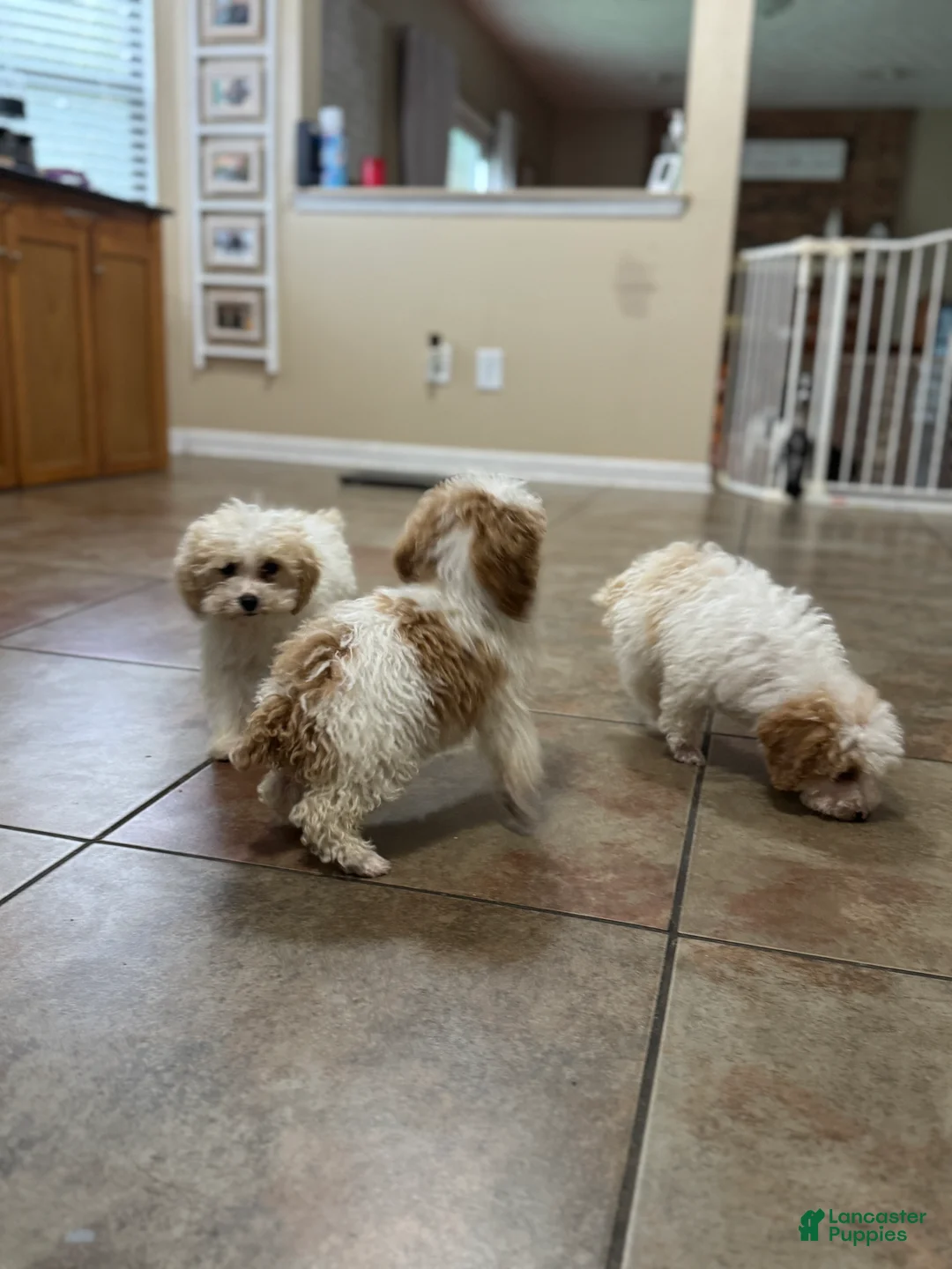 Toy Poodle dogs for sale: Biscuit - Ad 2