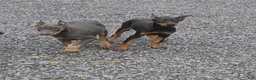 Doberman Pinscher dogs for sale: Ranger - Ad 3