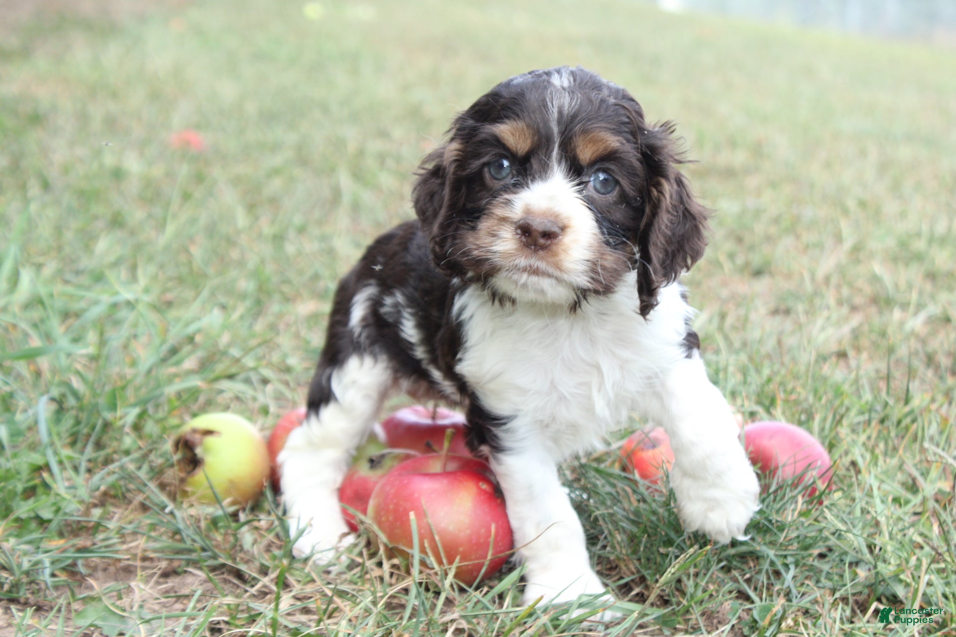 Cocker Spaniel dogs Cecily  - Ad 30