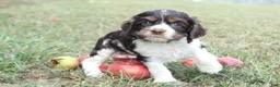 Cocker Spaniel dogs for sale: Cecily  - Ad 1