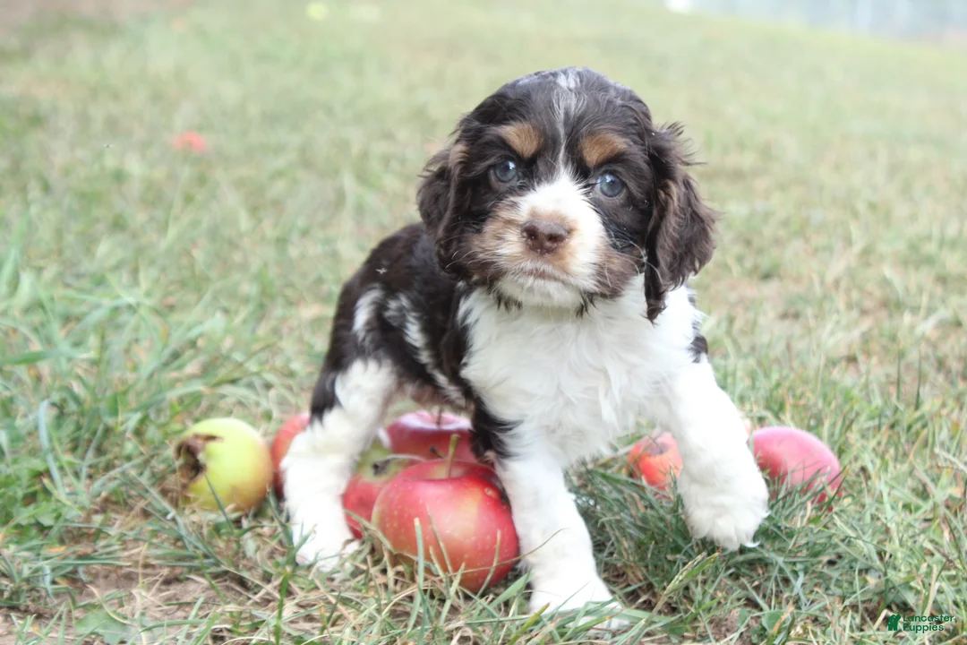 Cocker Spaniel dogs for sale: Cecily  - Ad 1