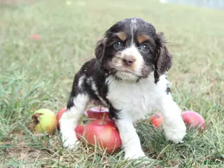 Cocker Spaniel dogs Cecily - Ad 9