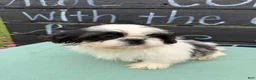 Shih Tzu dogs for sale: Sabrina Shih Tzu  - Ad 8