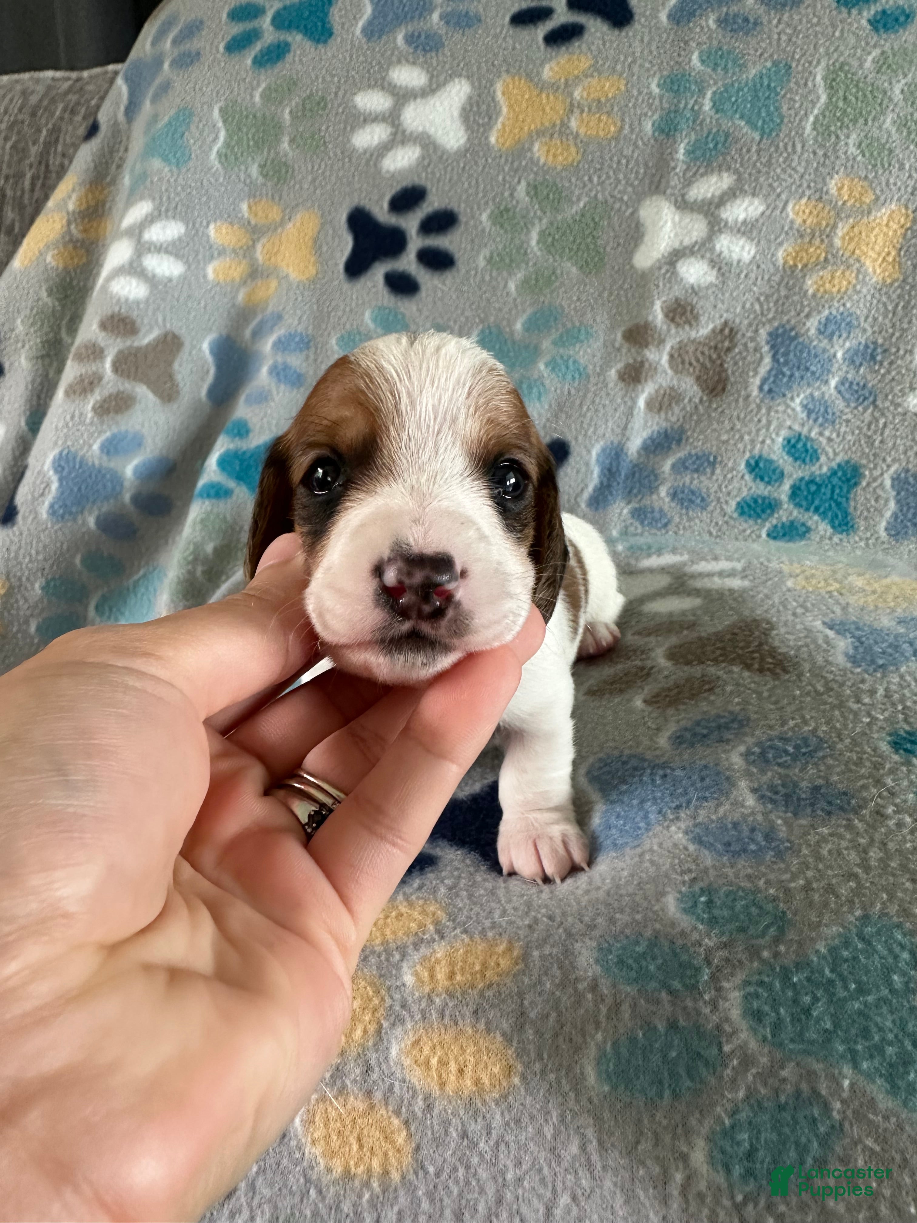 Miniature Dachshund dogs Twinkie🎀 - Ad 1