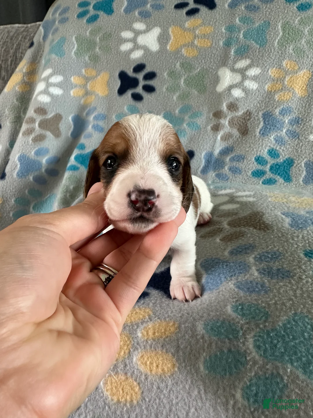Miniature Dachshund dogs for sale: Twinkie🎀 - Ad 1