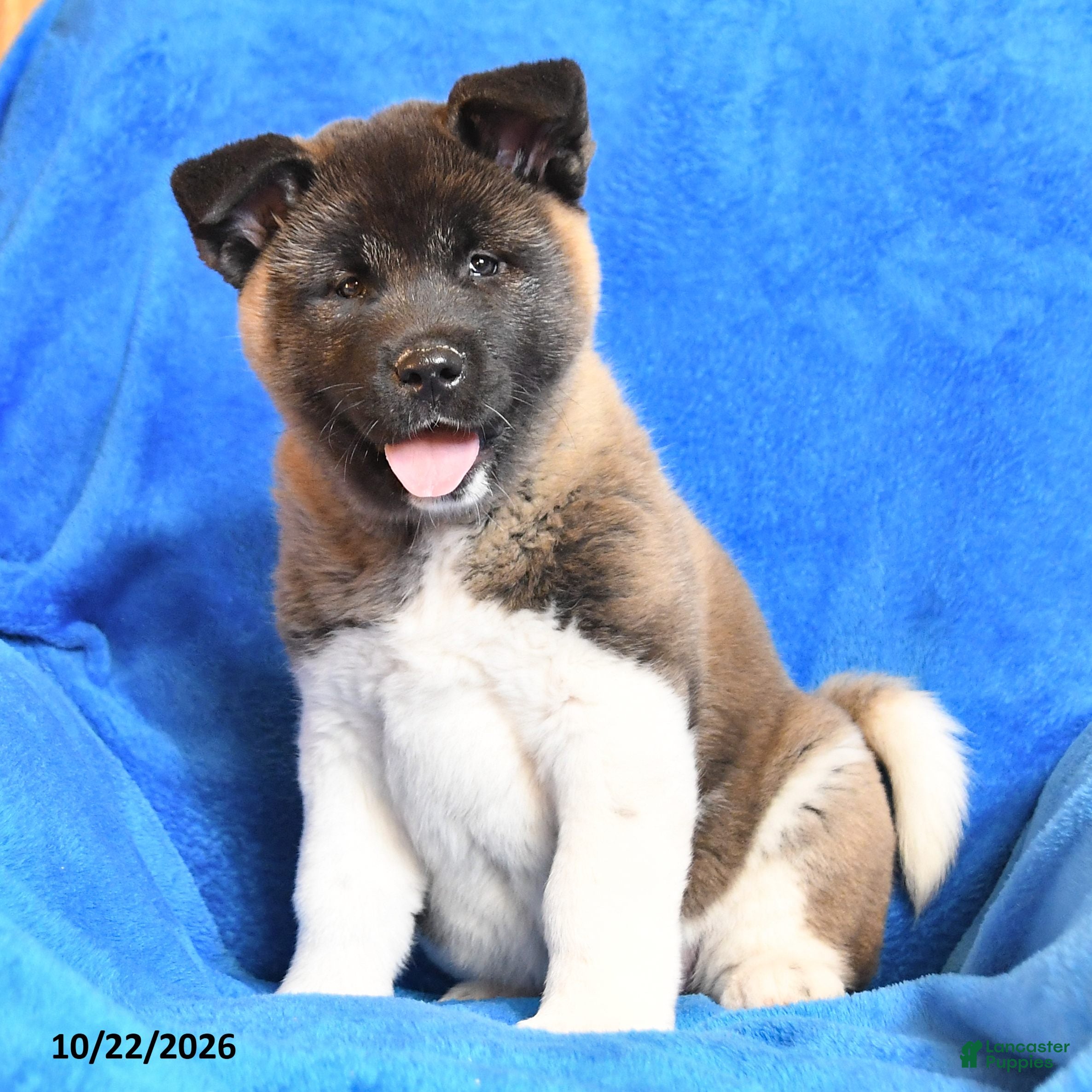 Akita dogs for sale: Rosalynn - Ad 1