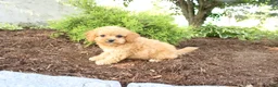 Cavapoo dogs for sale: Asher - Ad 2