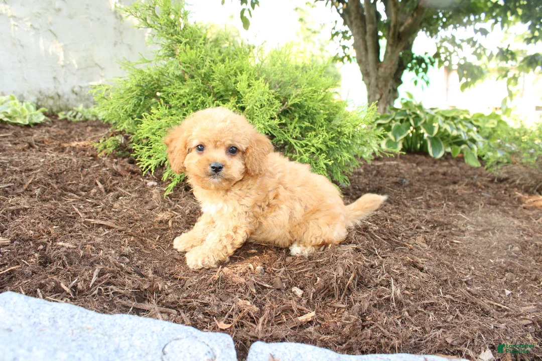 Cavapoo dogs for sale: Asher - Ad 2