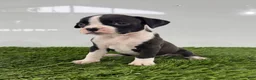 Boxer dogs for sale: Mylo - Ad 3