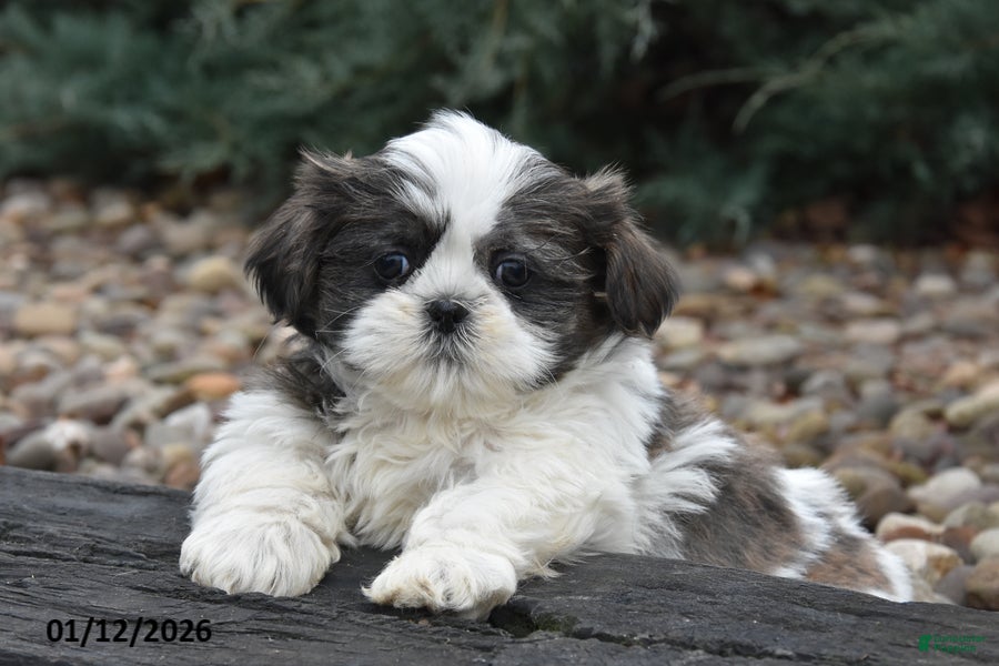 Shih Tzu dogs June - Ad 24