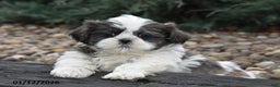 Shih Tzu dogs for sale: June - Ad 1