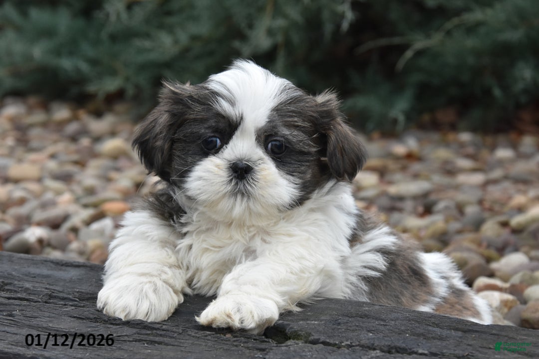 Shih Tzu dogs for sale: June - Ad 1