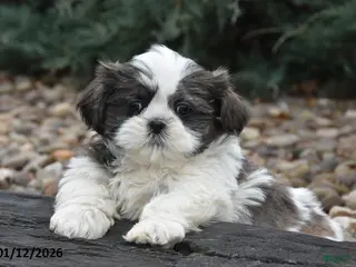 Shih Tzu dogs June - Ad 5