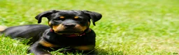 Rottweiler dogs for sale: Rottweiler 1 - Ad 4