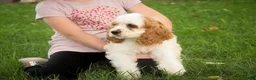 Cocker Spaniel dogs for sale: Ash Cocker Spaniel  - Ad 10